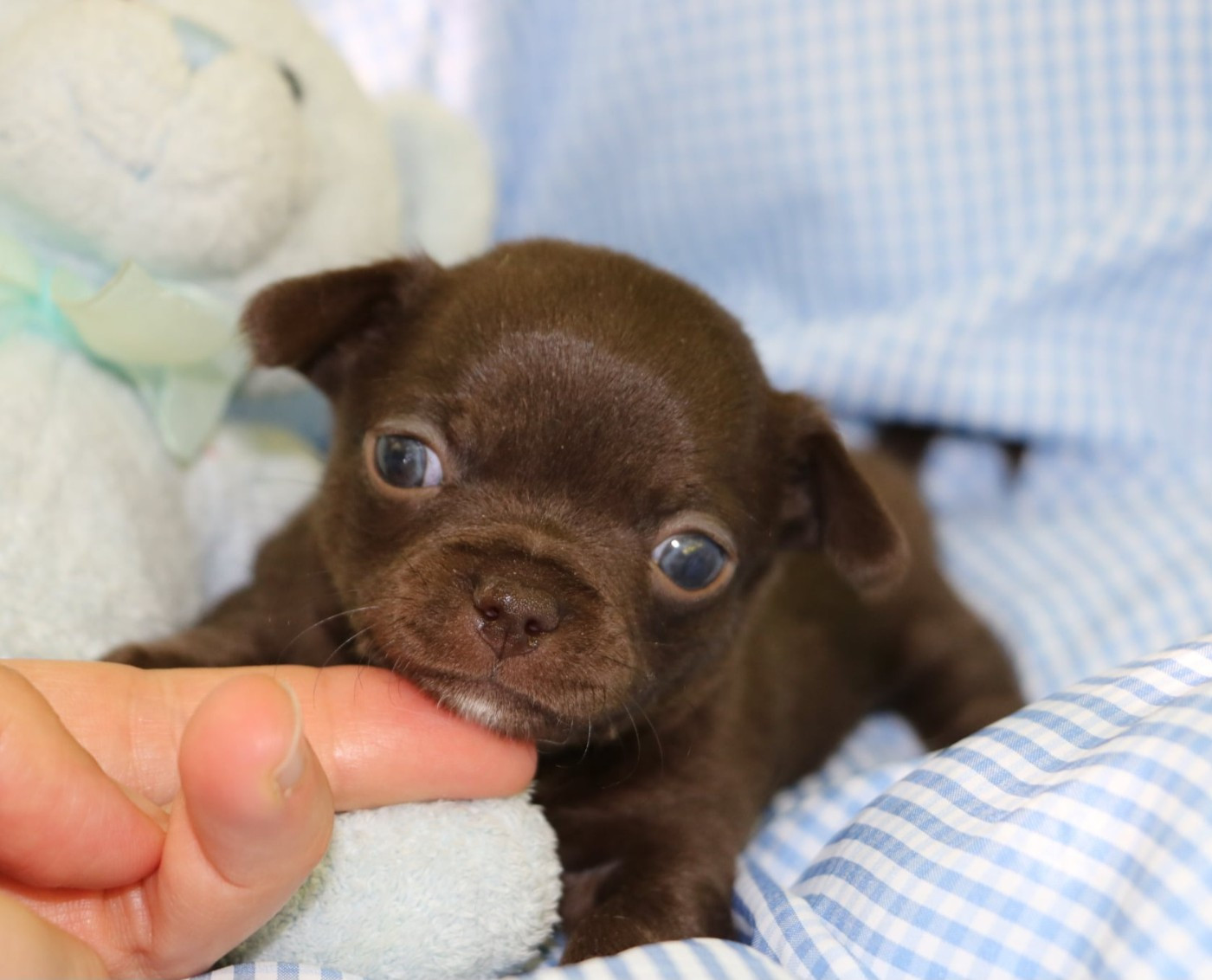 Voxel Ux - Chiots disponibles - Chihuahua