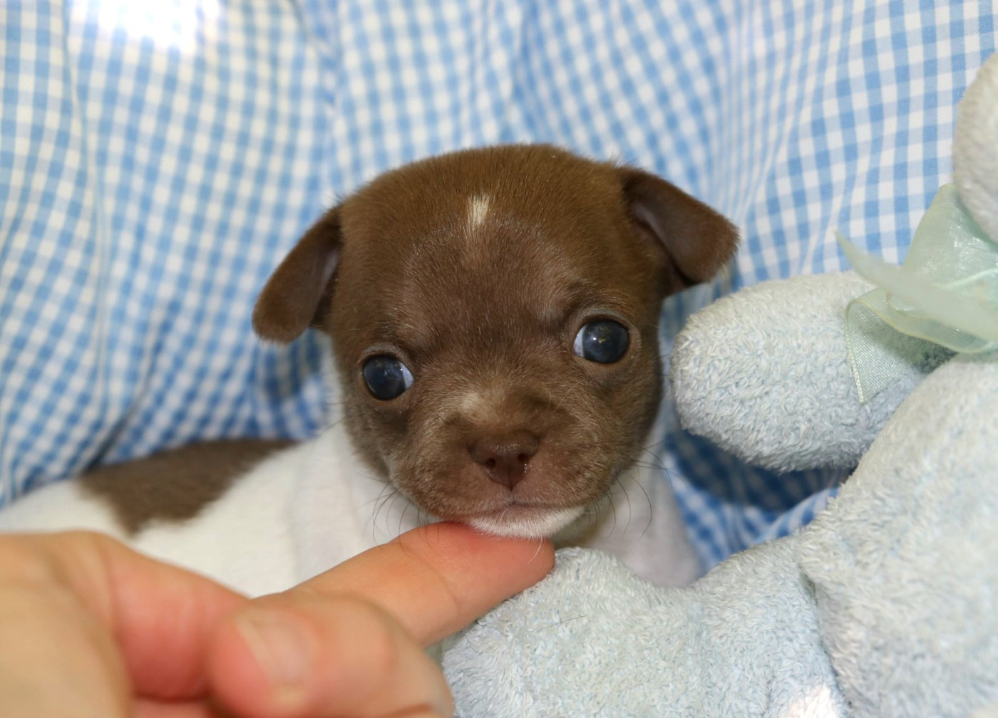 Voxel Ux - Chiots disponibles - Chihuahua