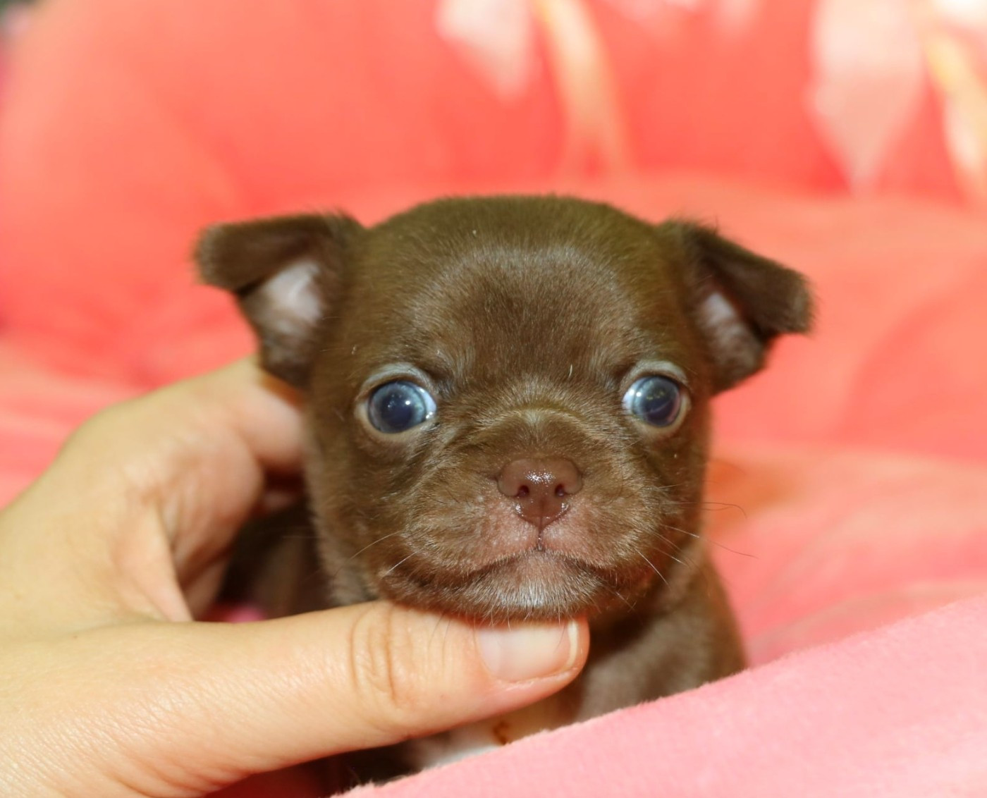Voxel Ux - Chiots disponibles - Chihuahua