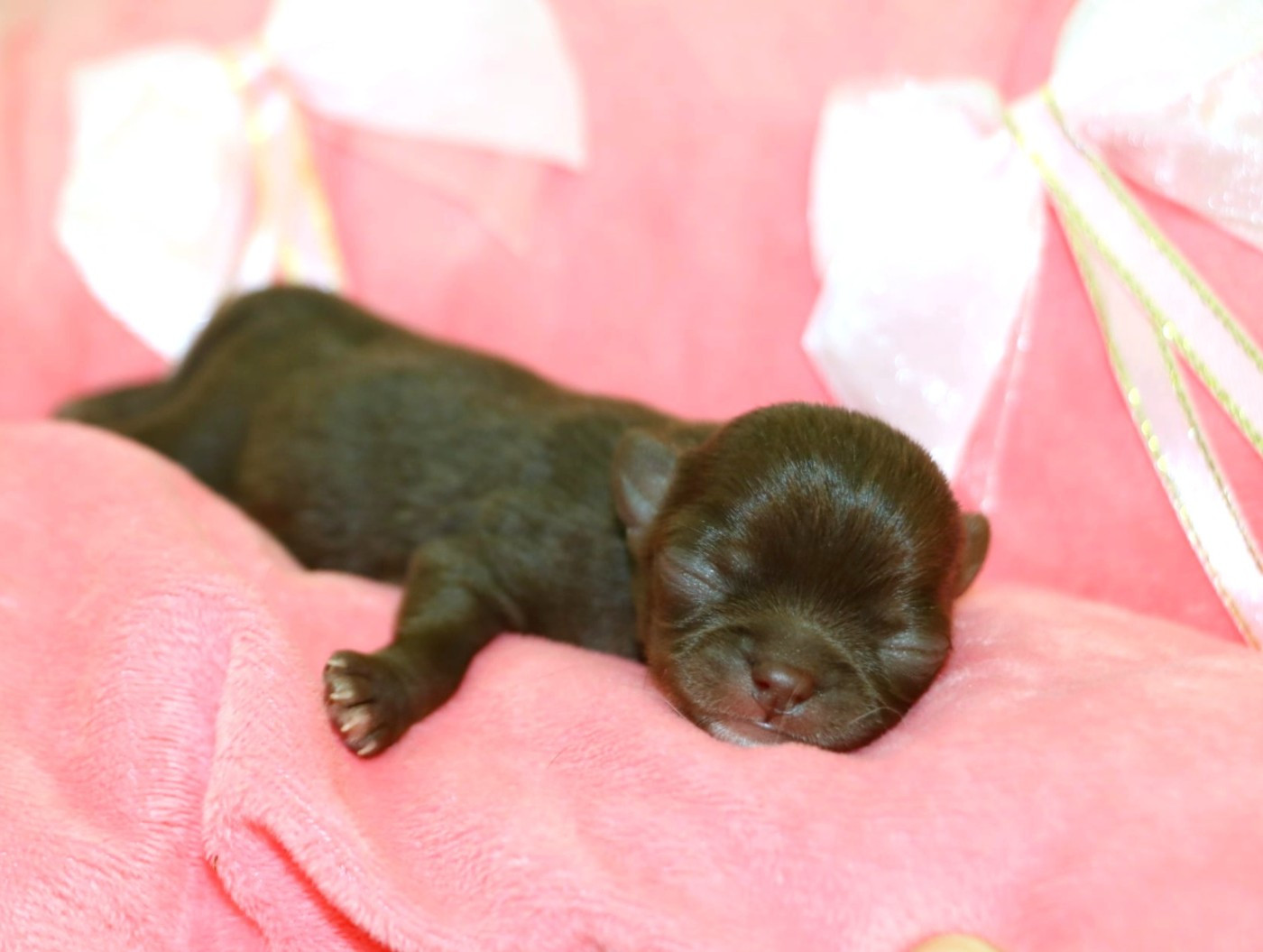 Voxel Ux - Chiots disponibles - Chihuahua