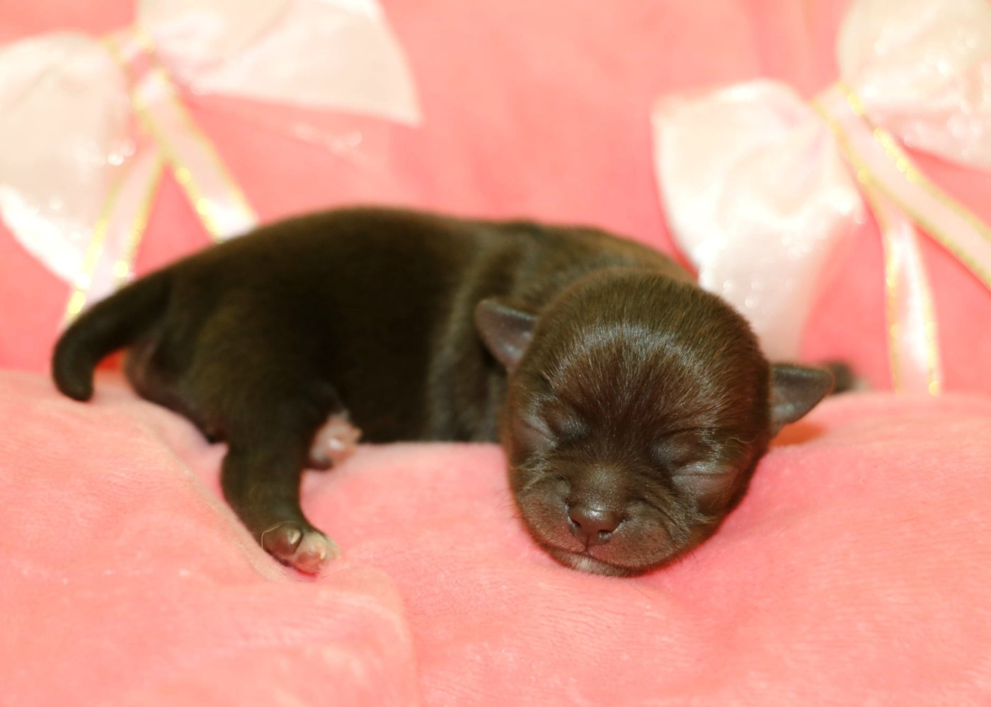 Voxel Ux - Chiots disponibles - Chihuahua