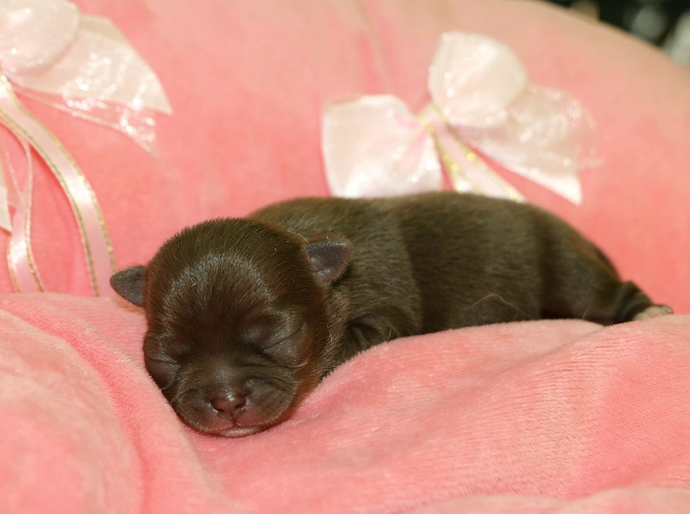 Voxel Ux - Chiots disponibles - Chihuahua