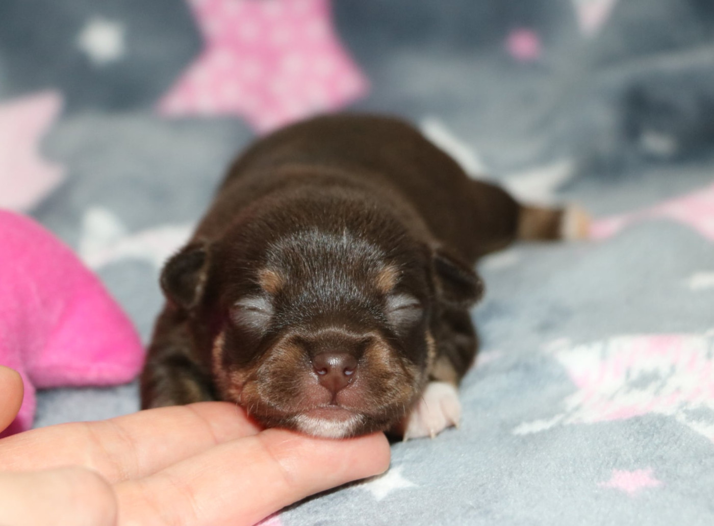 Voxel Ux - Chiots disponibles - Chihuahua