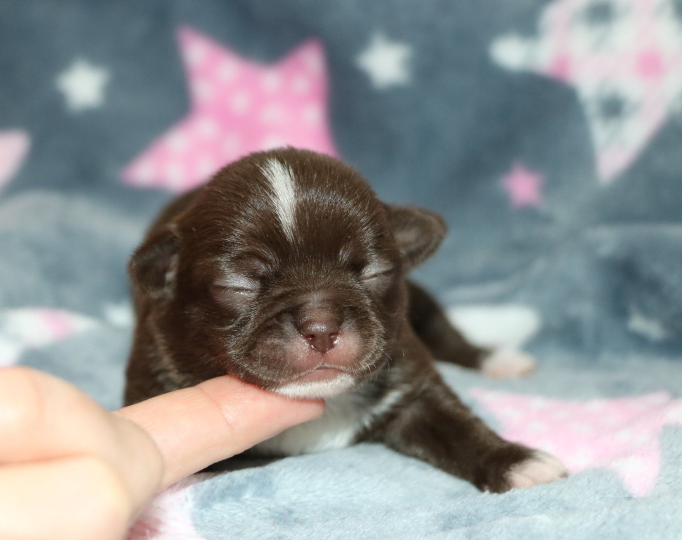 Voxel Ux - Chiots disponibles - Chihuahua