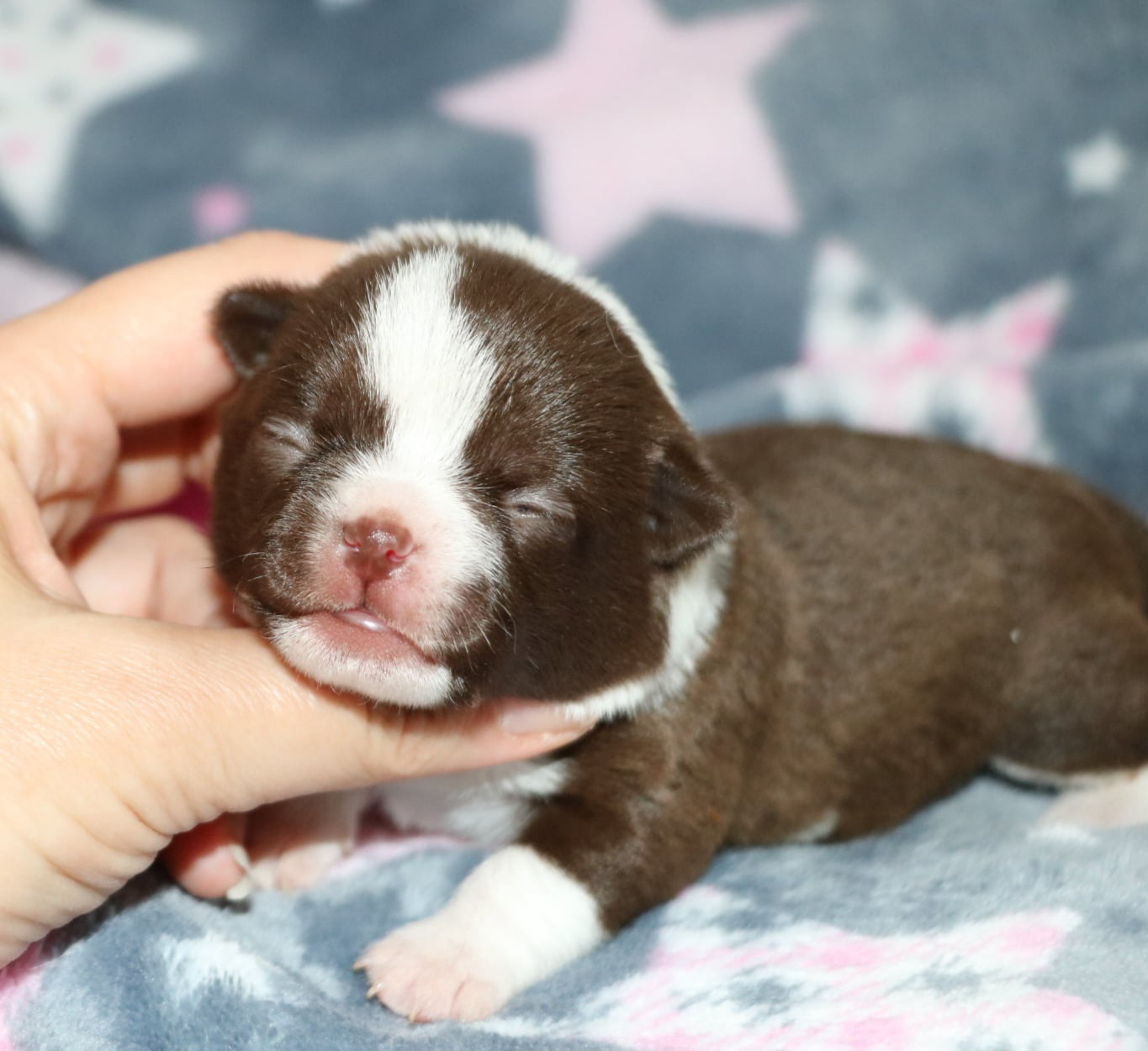 Voxel Ux - Chiots disponibles - Chihuahua