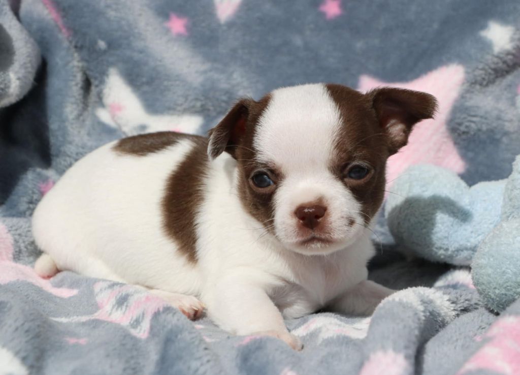 Voxel Ux - Chiots disponibles - Chihuahua