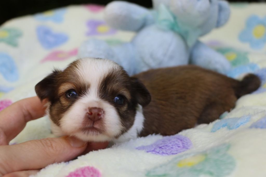 Voxel Ux - Chiots disponibles - Chihuahua