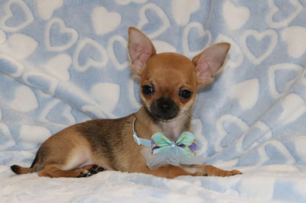Voxel Ux - Chiots disponibles - Chihuahua