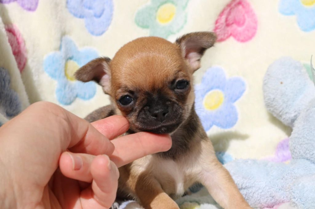 Voxel Ux - Chiots disponibles - Chihuahua