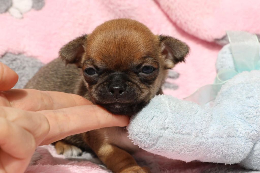 Voxel Ux - Chiots disponibles - Chihuahua