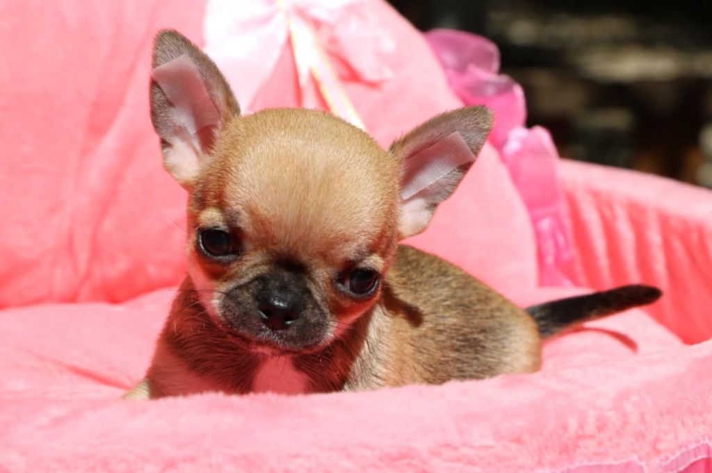 Voxel Ux - Chiots disponibles - Chihuahua