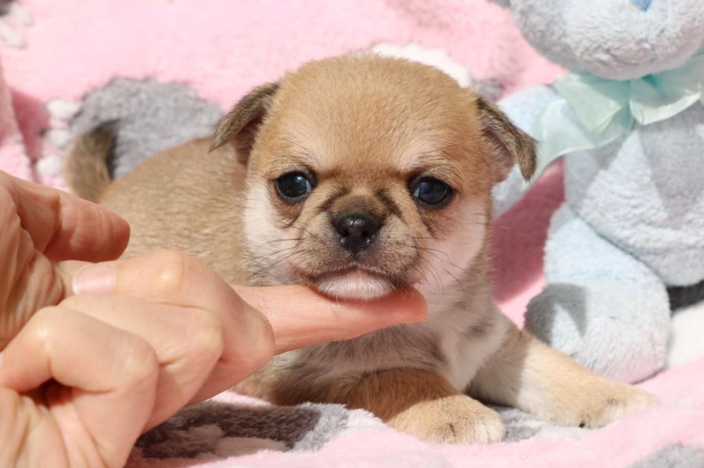 Voxel Ux - Chiots disponibles - Chihuahua