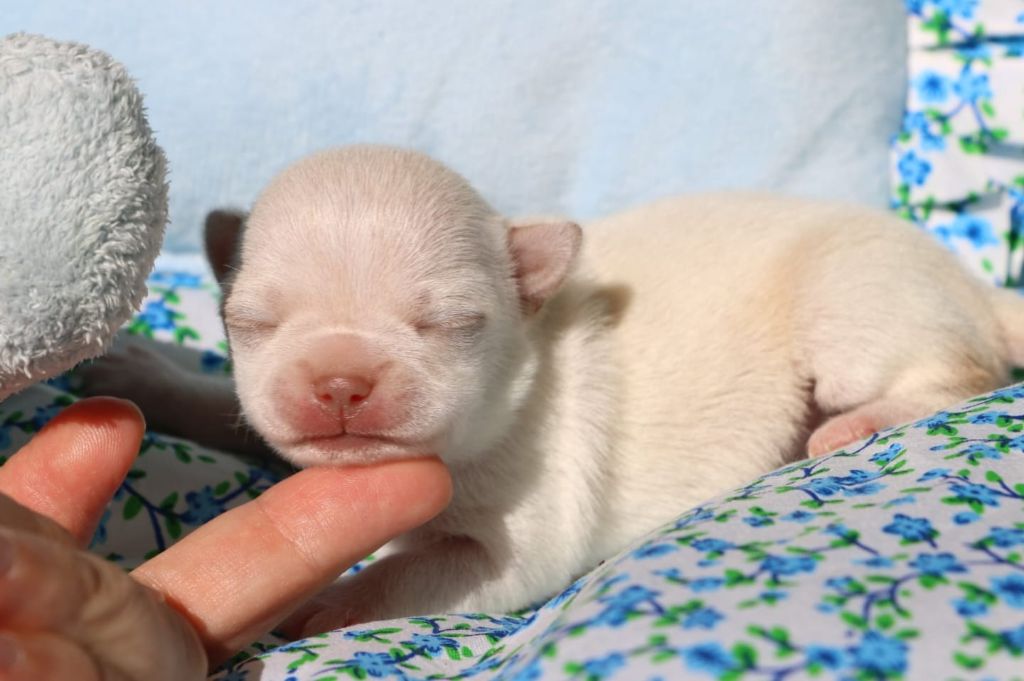 Voxel Ux - Chiots disponibles - Chihuahua