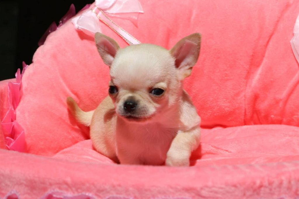 Voxel Ux - Chiots disponibles - Chihuahua