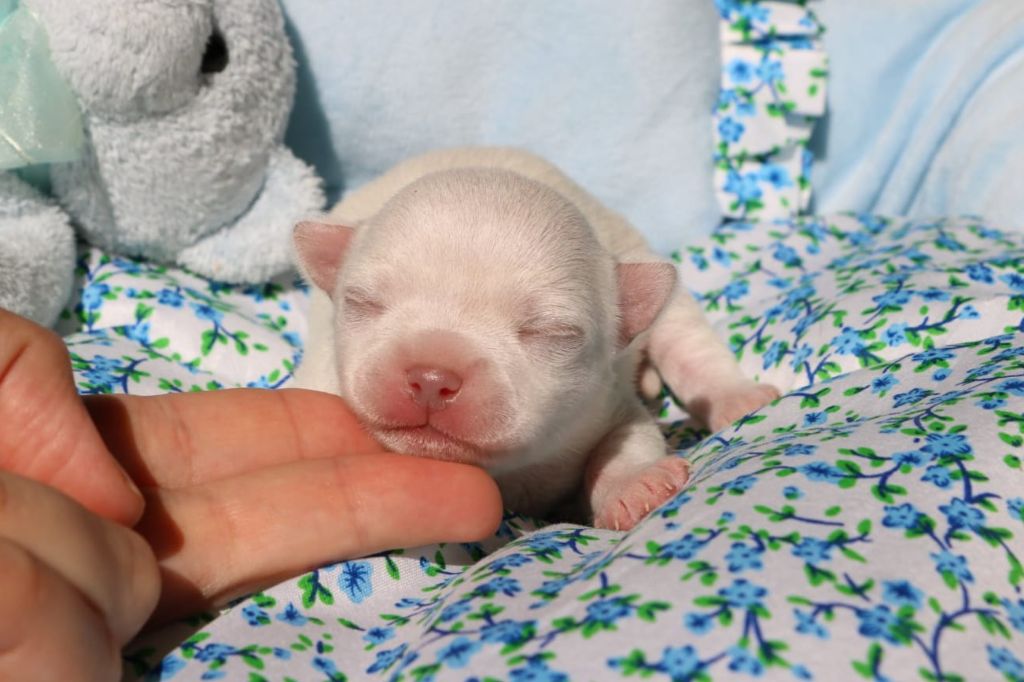 Voxel Ux - Chiots disponibles - Chihuahua