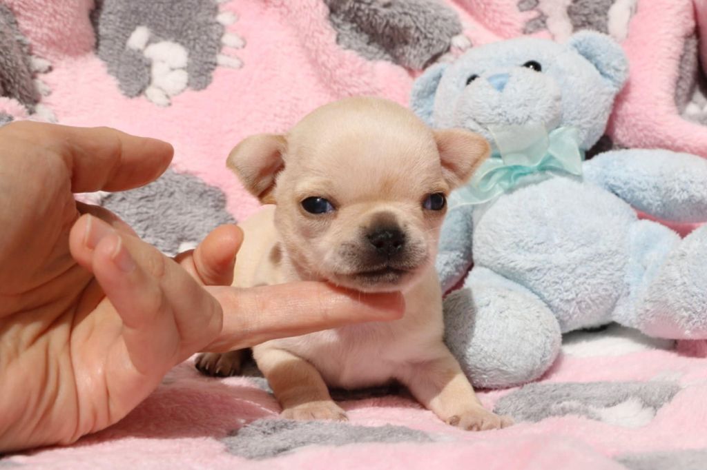 Voxel Ux - Chiots disponibles - Chihuahua