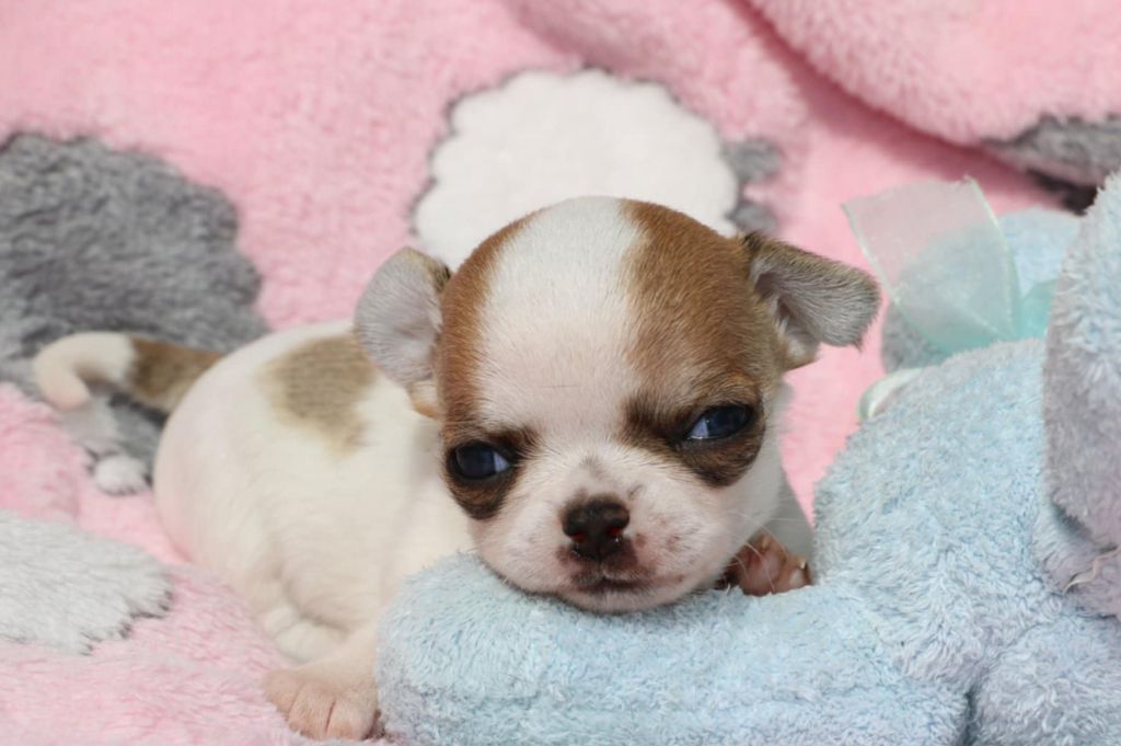 Voxel Ux - Chiots disponibles - Chihuahua