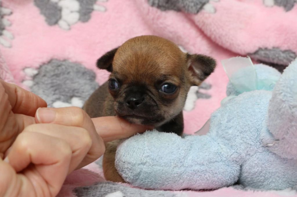 Voxel Ux - Chiots disponibles - Chihuahua