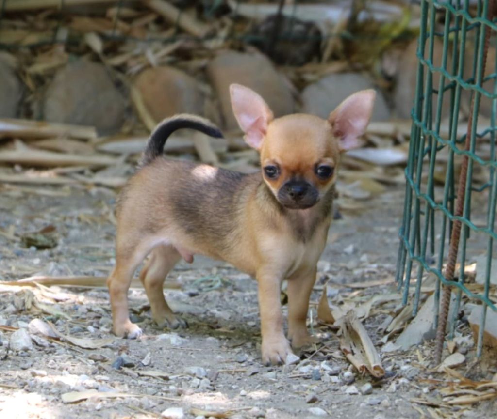 Voxel Ux - Chiots disponibles - Chihuahua
