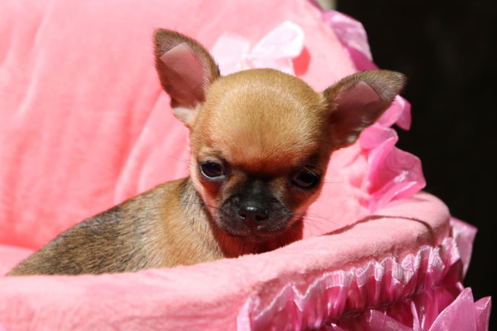 Voxel Ux - Chiots disponibles - Chihuahua