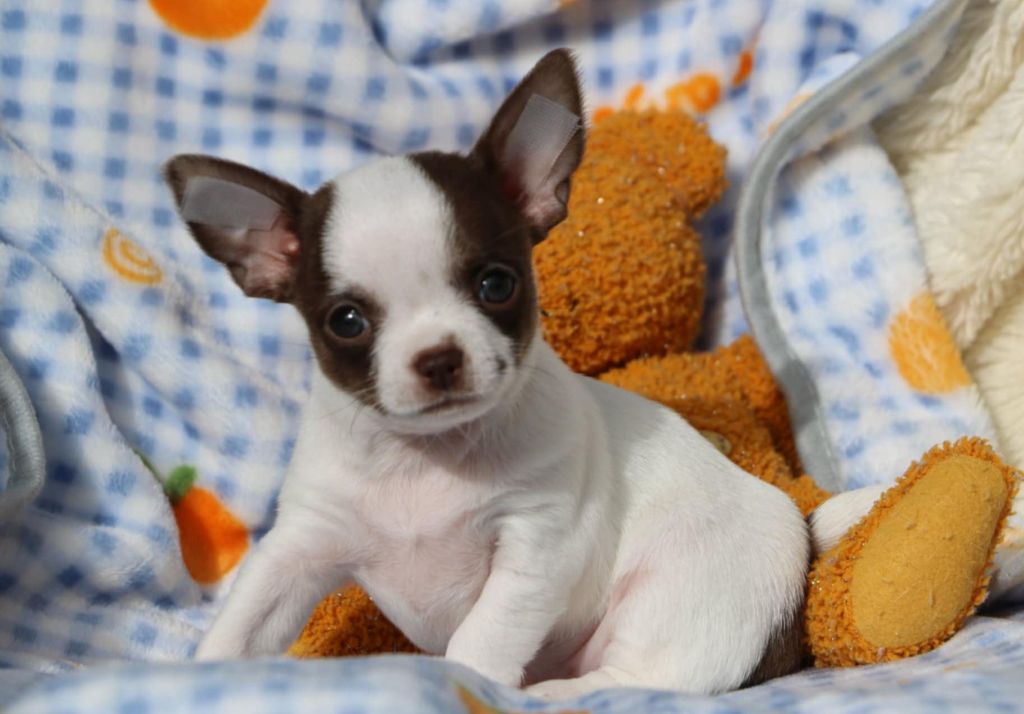 Voxel Ux - Chiots disponibles - Chihuahua