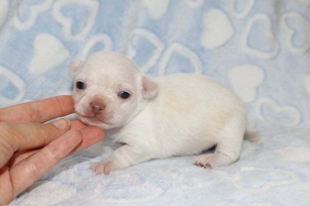 Voxel Ux - Chiots disponibles - Chihuahua