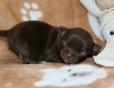 Chiot N°2