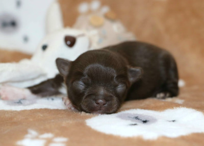 Chiot N°3
