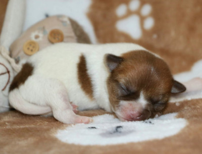 Chiot N°4