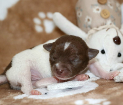 Chiot N°5