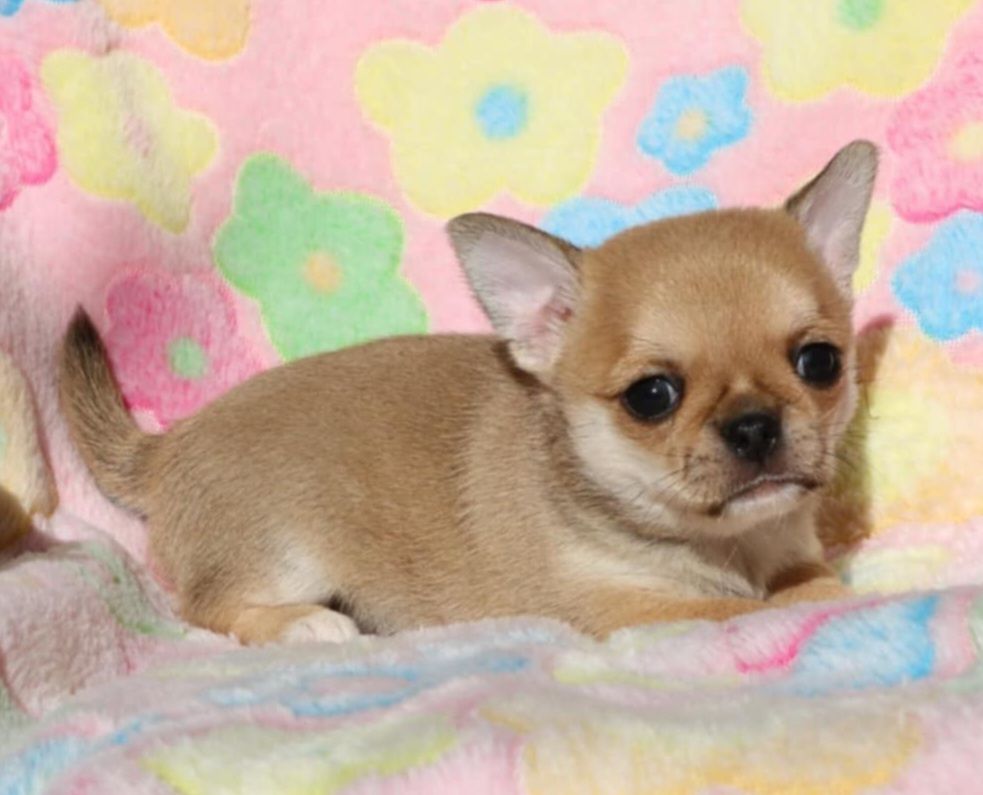 Voxel Ux - Chiots disponibles - Chihuahua