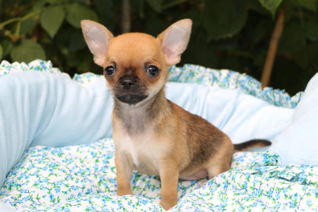 Voxel Ux - Chiots disponibles - Chihuahua