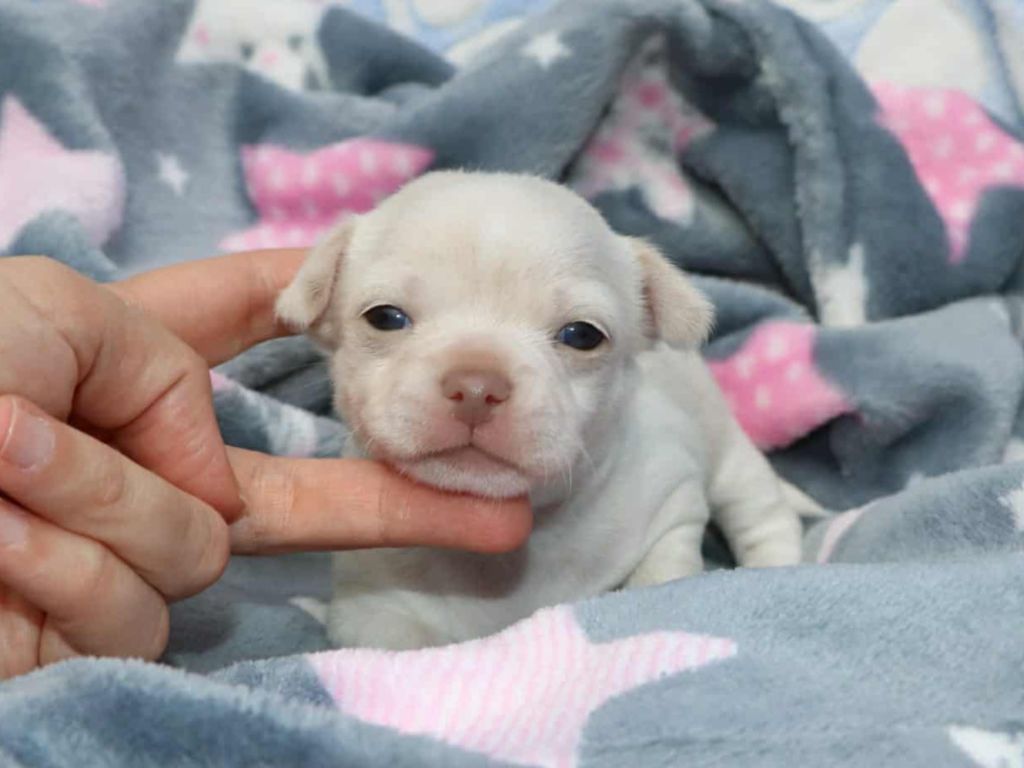 Voxel Ux - Chihuahua - Portée née le 21/08/2025