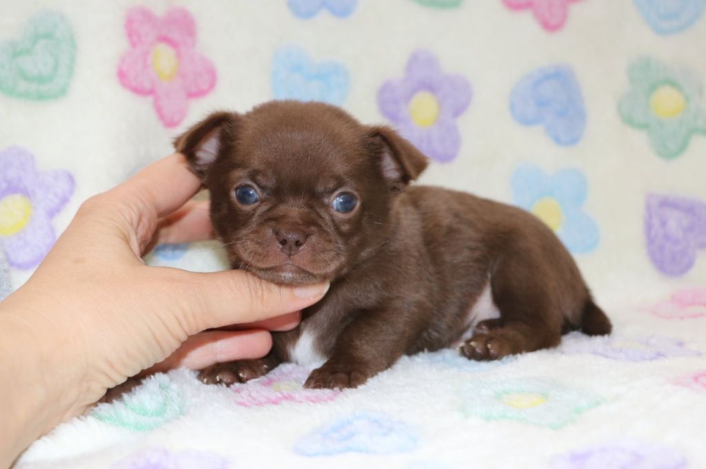Voxel Ux - Chiots disponibles - Chihuahua