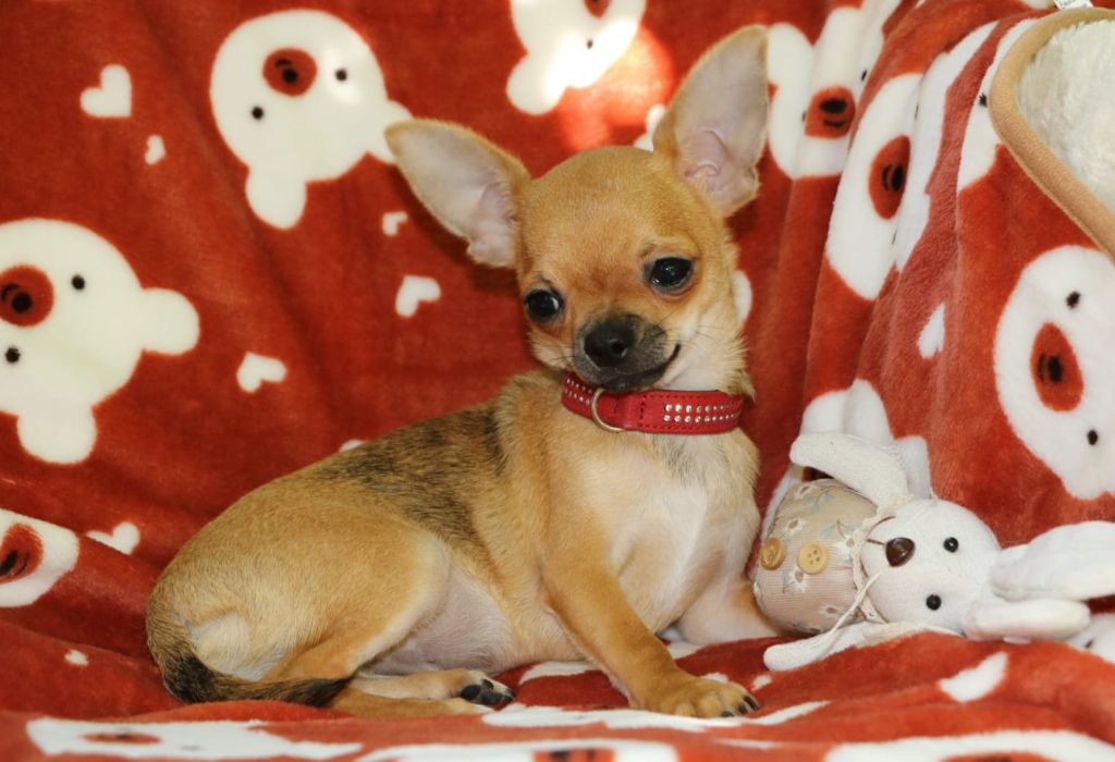Voxel Ux - Chiots disponibles - Chihuahua