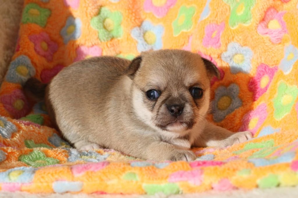Voxel Ux - Chiots disponibles - Chihuahua