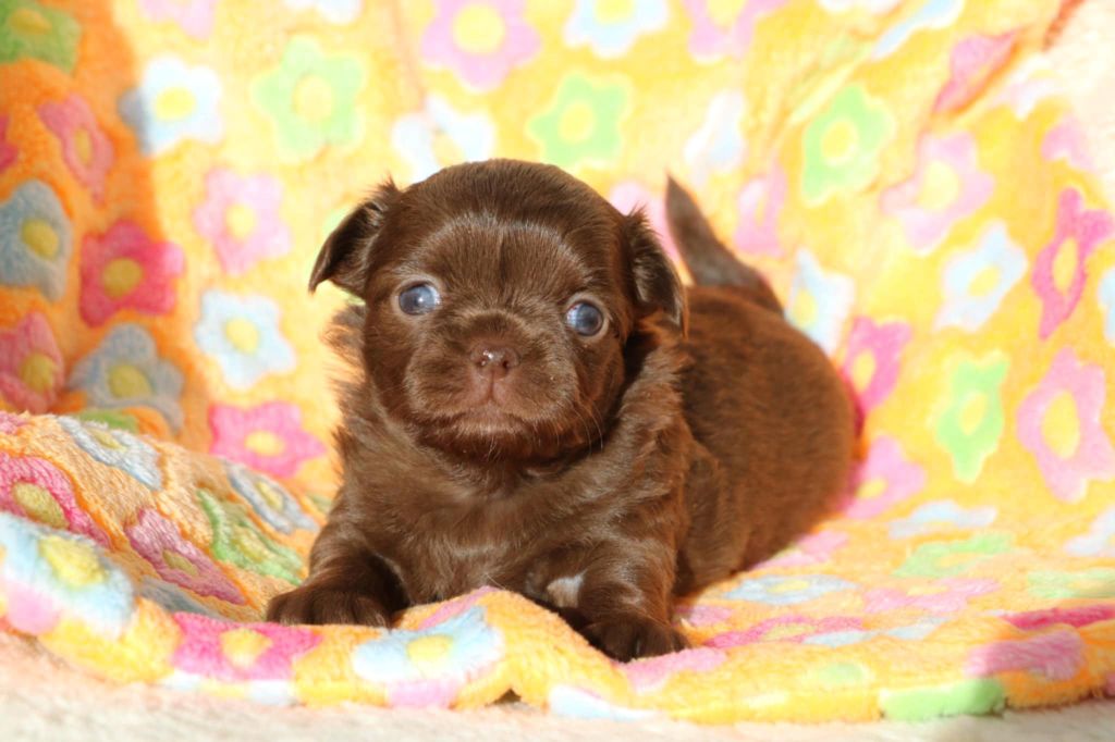Voxel Ux - Chiots disponibles - Chihuahua