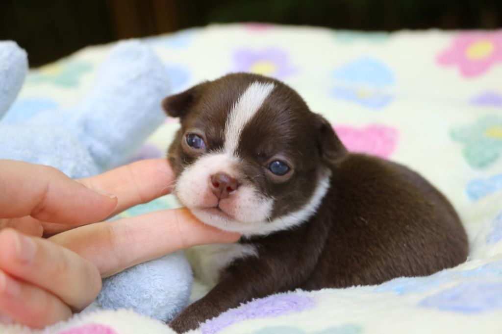 Voxel Ux - Chiots disponibles - Chihuahua
