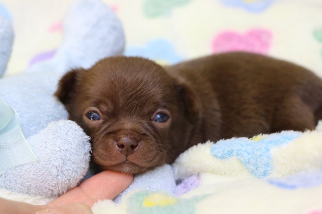Voxel Ux - Chiots disponibles - Chihuahua