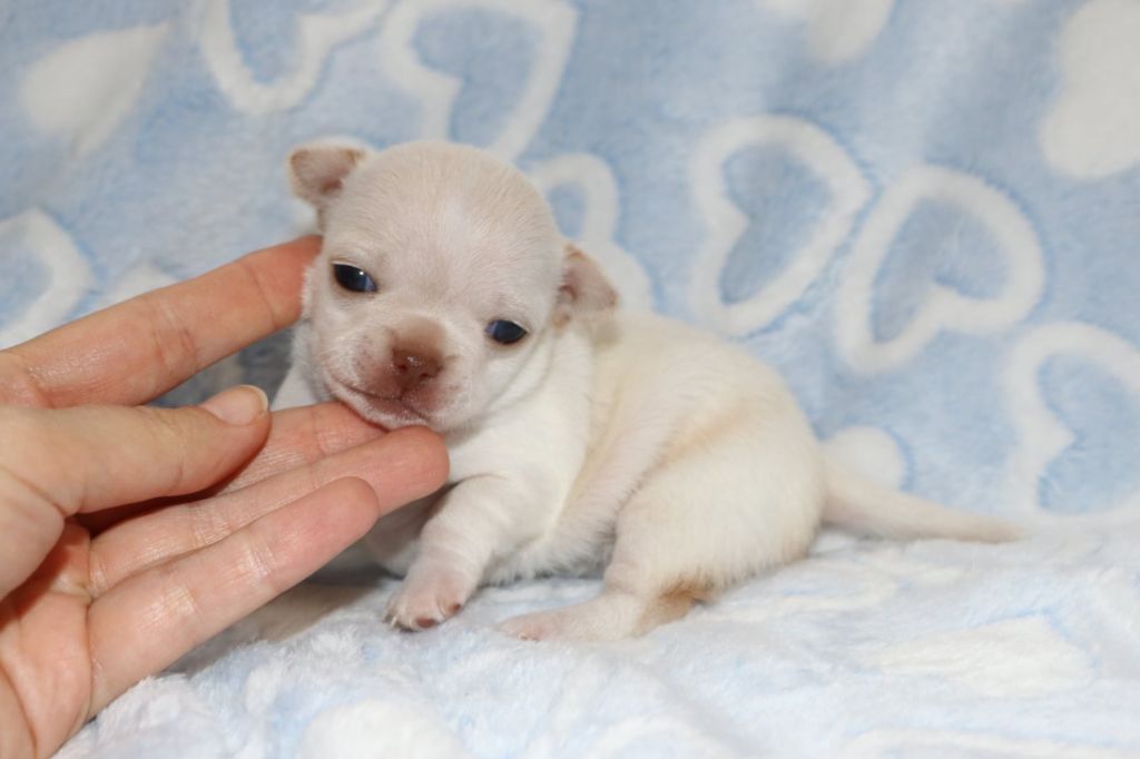 Voxel Ux - Chiots disponibles - Chihuahua