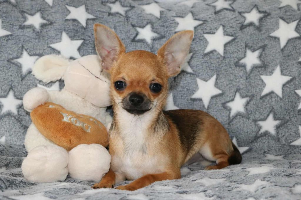 Voxel Ux - Chihuahua - Portée née le 15/04/2025