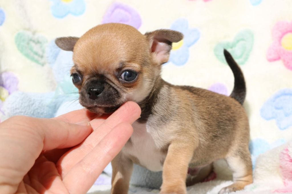 Voxel Ux - Chiots disponibles - Chihuahua