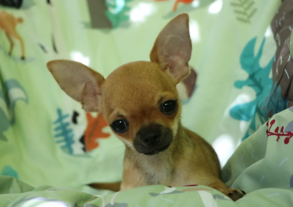 Voxel Ux - Chiots disponibles - Chihuahua