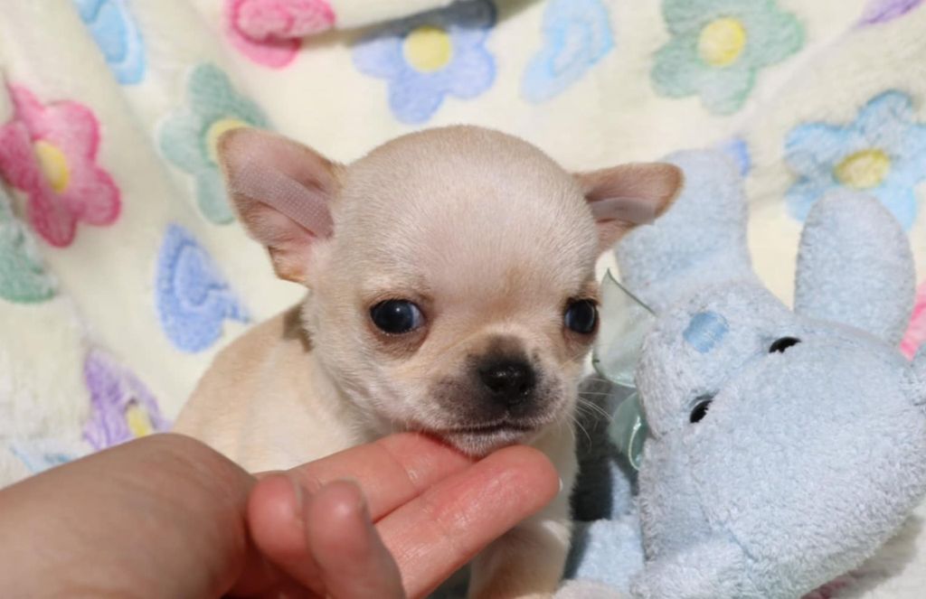 Voxel Ux - Chiots disponibles - Chihuahua